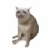 CASHCAT